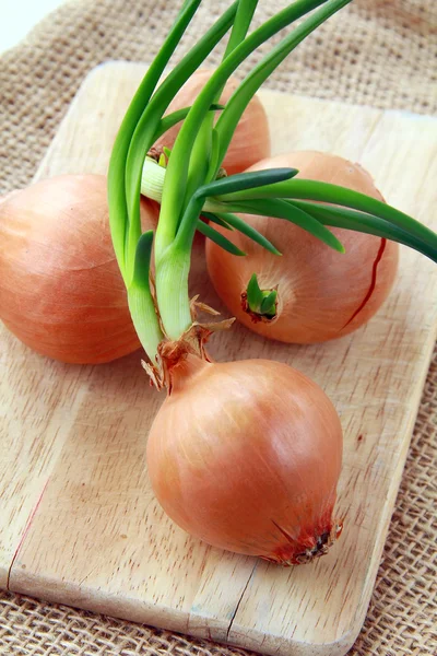 Three growing onion bulbs with fresh green sprouts — Stock Photo, Image
