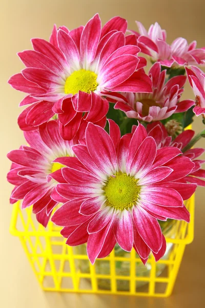 Rosa Chrysanthemenblüten im gelben Korb — Stockfoto