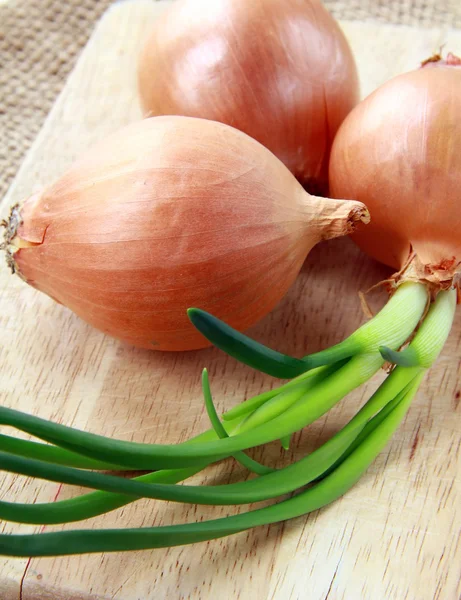 Three growing onion bulbs with fresh green sprouts — Stock Photo, Image