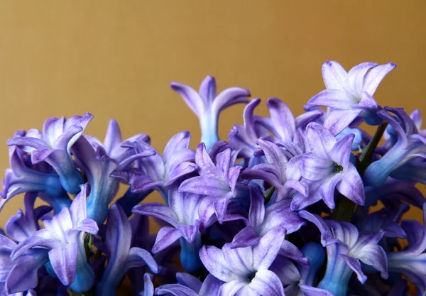 Fresh spring flowers purple hyacinths on a gold background — Stock Photo, Image