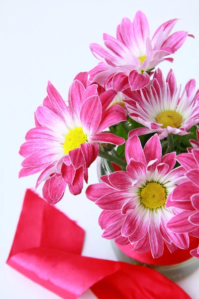 Flores de crisantemo rosa con una cinta roja —  Fotos de Stock