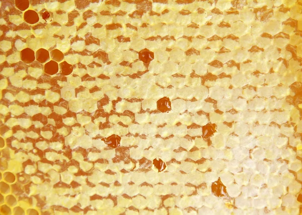 Favos de mel naturais e mel de perto para o fundo — Fotografia de Stock