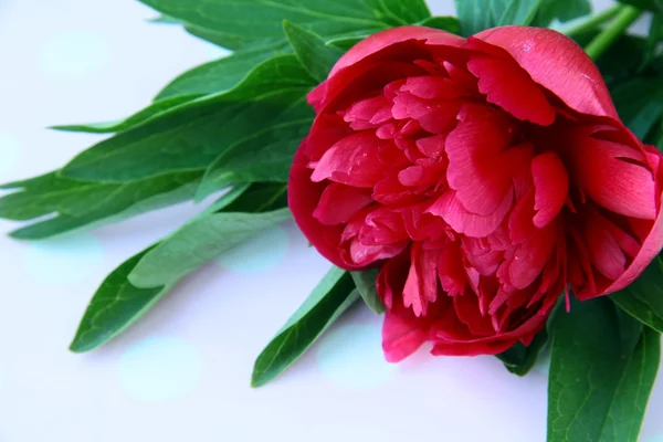 Burgundy peony flower with green leaves on a pink background — Stock Photo, Image