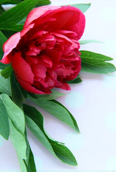 Vinrött pion blomma med gröna blad på en rosa bakgrund — Stockfoto