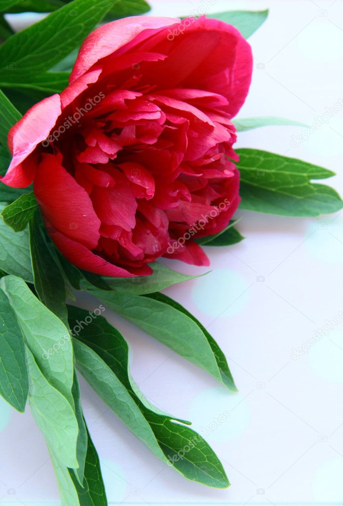 Flor de peonía borgoña con hojas verdes sobre un fondo rosa: fotografía de  stock © Dream79 #5620231 | Depositphotos
