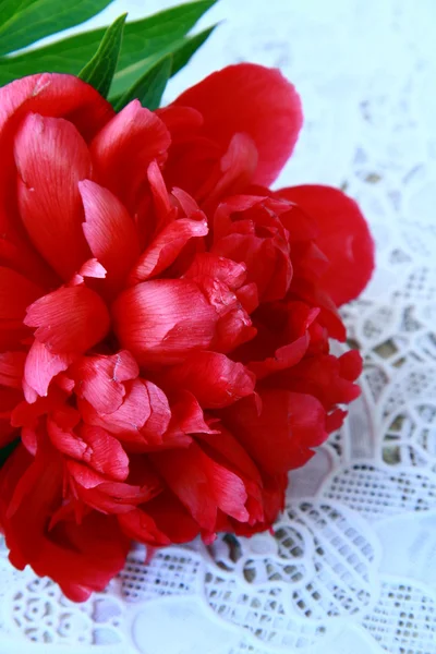 Bordowy piwonia kwiat z zielonych liści — Zdjęcie stockowe