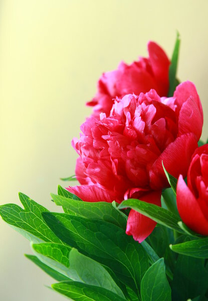 Burgundy peony flower with green leaves