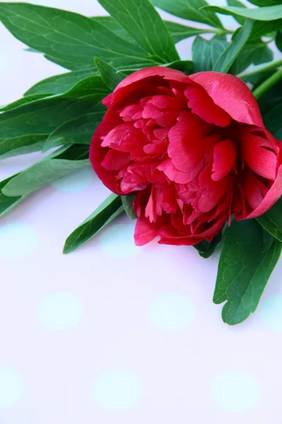 Bordó pünkösdi rózsa virág, zöld levelei — Stock Fotó