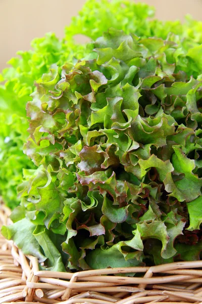 Листя свіжого салату на плетеному підносі — стокове фото