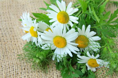 Bouquet of daisies on the linen bag rural background clipart