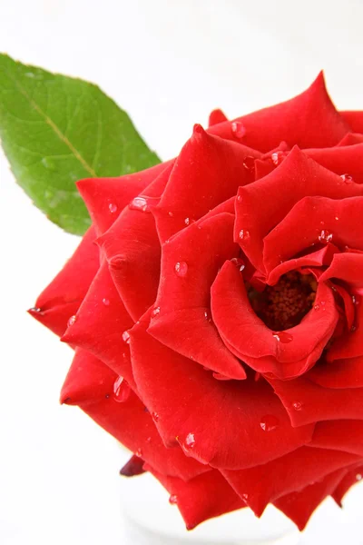 Mawar yang indah dengan tetesan air - simbol cinta dan gairah — Stok Foto