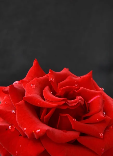 Schöne Rose mit Wassertropfen - Symbol für Liebe und Leidenschaft — Stockfoto