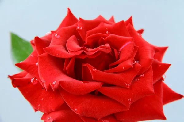 Hermosa rosa con gotas de agua - símbolo de amor y pasión — Foto de Stock