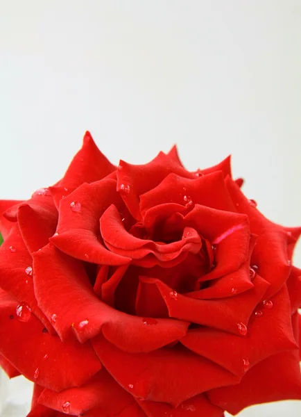 Kaunis ruusu vesipisaroilla rakkauden ja intohimon symboli — kuvapankkivalokuva
