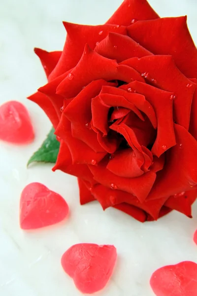Mooie roos met water drops - symbool van liefde en passie — Stockfoto