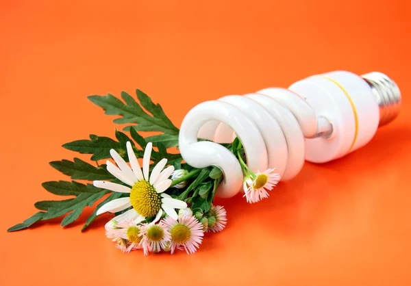 Energiebesparing lightbulb met daisies - een concept bespaart de planeet — Stockfoto