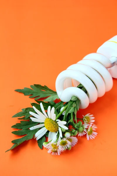 Energiebesparing lightbulb met daisies - een concept bespaart de planeet Stockfoto