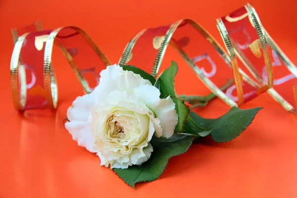 White roses and red ribbon on a red background — Stock Photo, Image