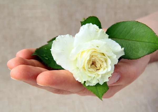 Weiße Rose in der Hand des Mannes - Geschenkkonzept — Stockfoto