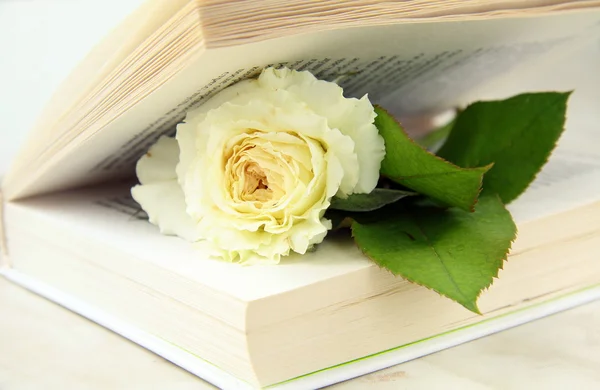 White rose inside the book - a love story concept — Zdjęcie stockowe