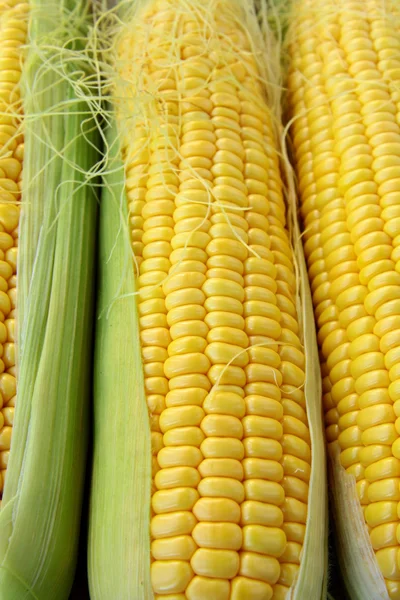 Крупним планом жовта кукурудза з додатковими вухами кукурудзи на фоні — стокове фото