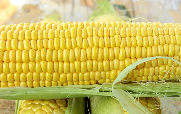 Közelkép a sárga kukorica a fülünk a kukorica, a háttérben — Stock Fotó