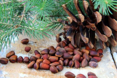 Pine nuts, with cedar cones and fir tree in the background clipart