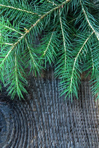 黒い背景に枝緑のモミの木 — ストック写真