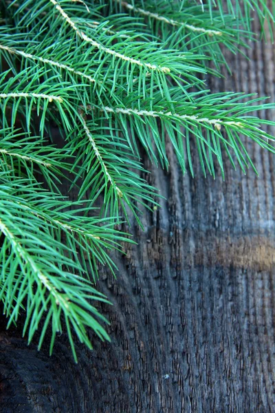 黑色背景上的分支绿色杉木树 — 图库照片