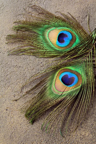 Dos plumas de pavo real para el fondo —  Fotos de Stock