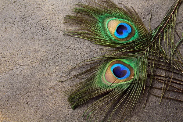 Two peacock feathers for background — Stock Photo, Image
