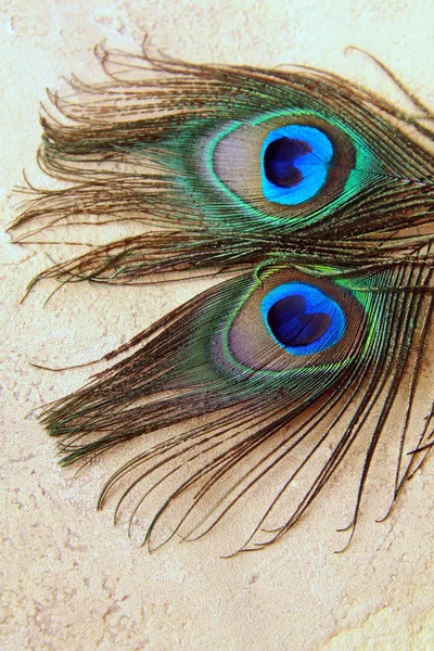 Two peacock feathers for background — Stock Photo, Image