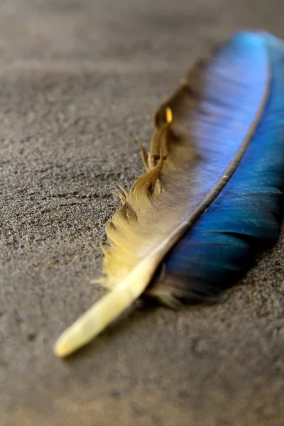 Feather on a background of the empty space for the text — Stock Photo, Image