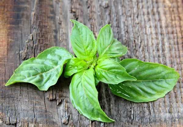 Green basil leaves on wooden background — Stock Photo, Image