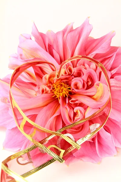 Розовый цветок с красной лентой — стоковое фото