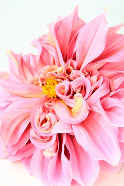 Pink dahlia flower on white close-up — Stock Photo, Image