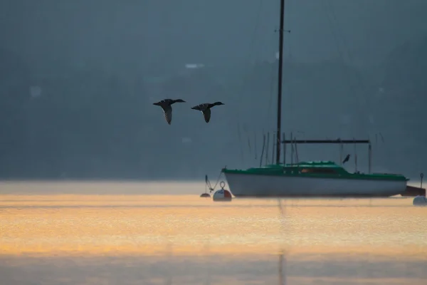 Летающие утки и лодка-сейлз — стоковое фото