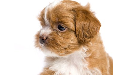 kahverengi havanese köpek yavrusu