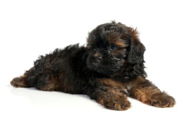 kahverengi havanese köpek yavrusu