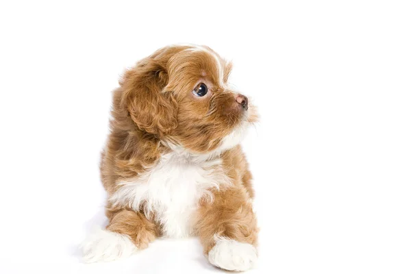 Brown little havanese puppy — Stock Photo, Image