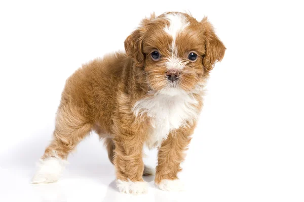 Bruin kleine Havanezer pup — Stockfoto