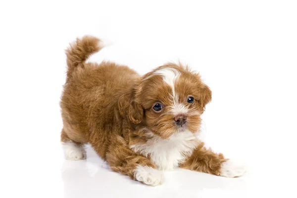 stock image Brown little havanese puppy