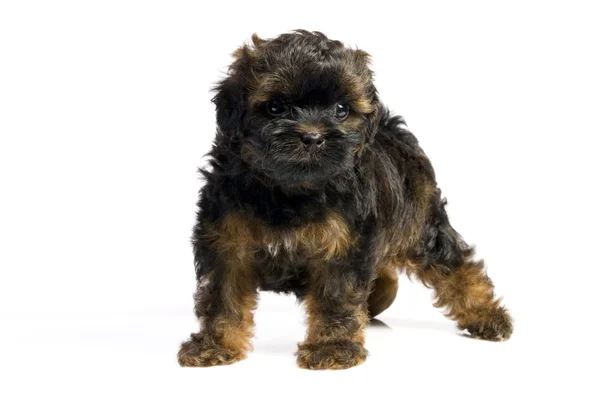 stock image Brown little havanese puppy