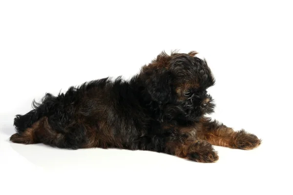 Brown little havanese puppy — Stock Photo, Image