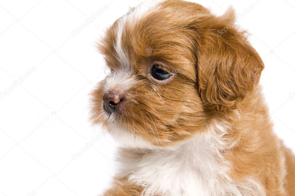 Brown little havanese puppy