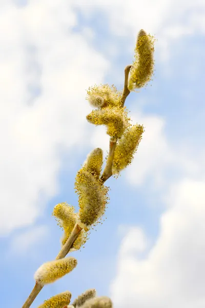 Primavera ramo de salgueiro florido — Fotografia de Stock