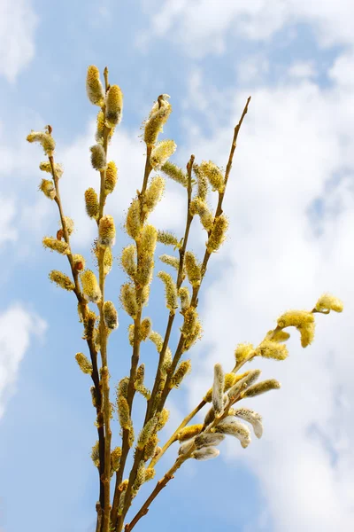 開花柳の枝の花束 — ストック写真