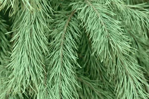Ramos de pinheiro espinhosos — Fotografia de Stock