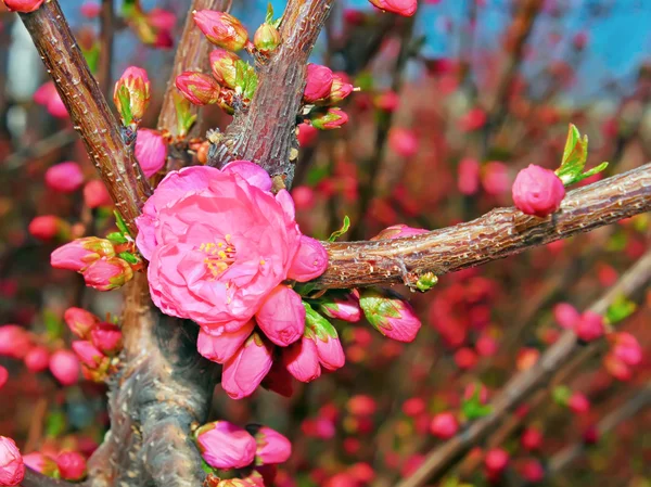 Blühender Frühlingsbaum — Stockfoto