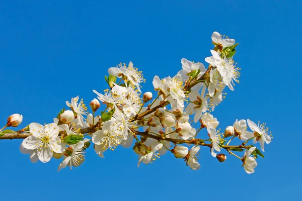 Brindille de cerisier en fleurs — Photo